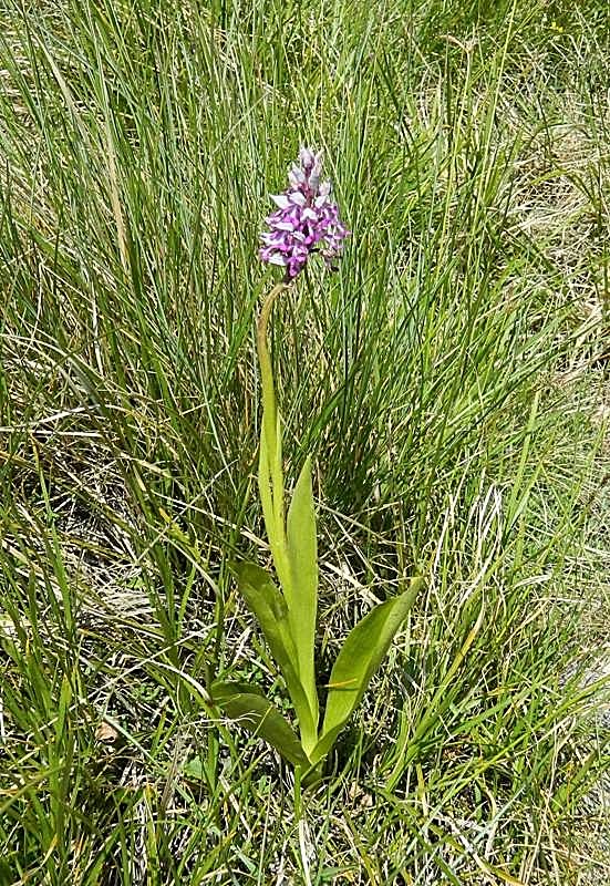 Orchis militaris